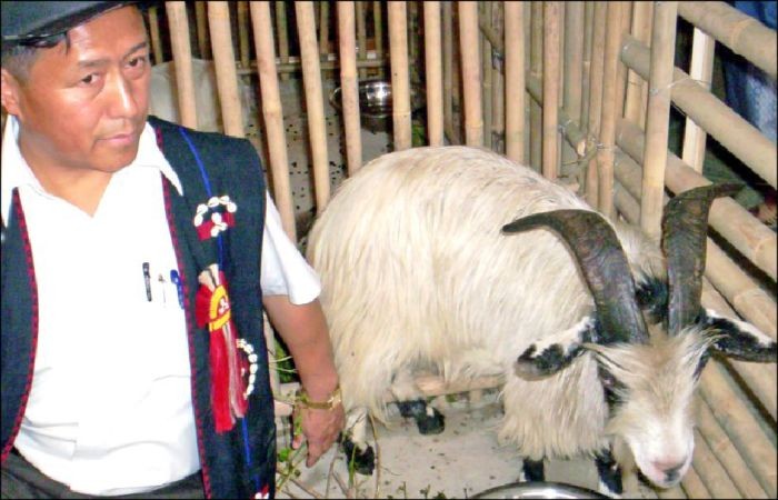 Dr. Pihoto Khalla Asst. Director (Piggery) crouching next to the goat ‘Asakushuwone’, which is indigenous to Nagaland during the ongoing Agri Expo. (MExPix)